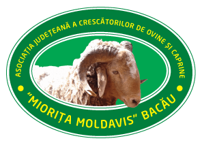 MIORITA MOLDAVIS BACAU